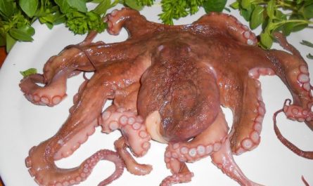 5 Spiritual Meanings of Dreaming about eating octopus