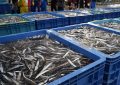 5 Spiritual Meanings of Dreaming about saury