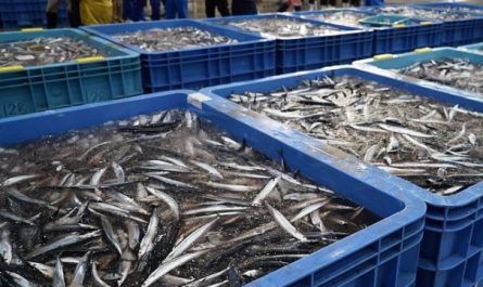5 Spiritual Meanings of Dreaming about saury