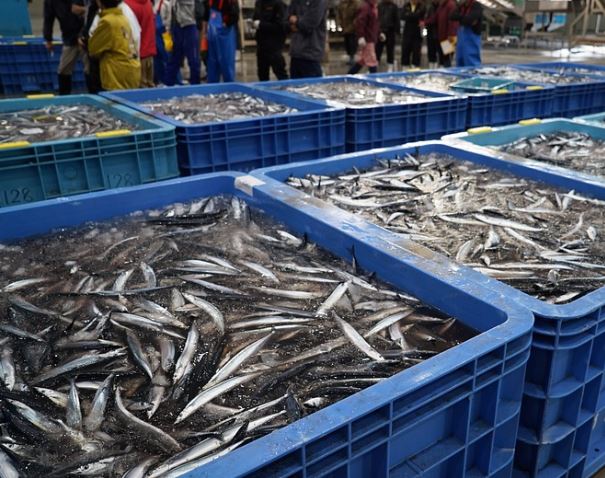 5 Spiritual Meanings of Dreaming about saury