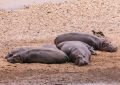 5 Spiritual Meanings of Dreaming about hippopotamus