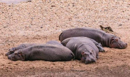 5 Spiritual Meanings of Dreaming about hippopotamus
