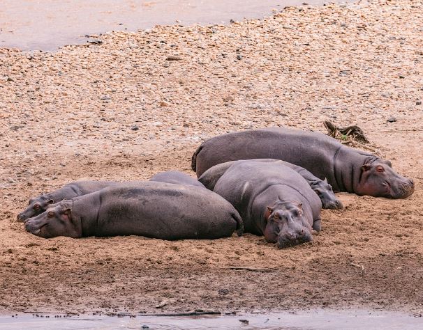 5 Spiritual Meanings of Dreaming about hippopotamus