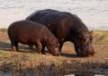 5 Spiritual Meanings of Dreaming about hippopotamus giving birth
