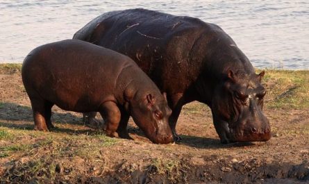 5 Spiritual Meanings of Dreaming about hippopotamus giving birth