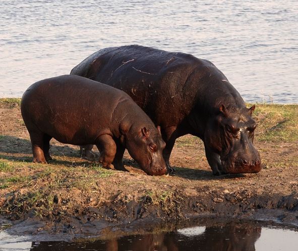 5 Spiritual Meanings of Dreaming about hippopotamus giving birth