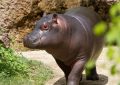 5 Spiritual Meanings of Dreaming about a big hippopotamus