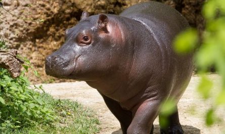 5 Spiritual Meanings of Dreaming about a big hippopotamus