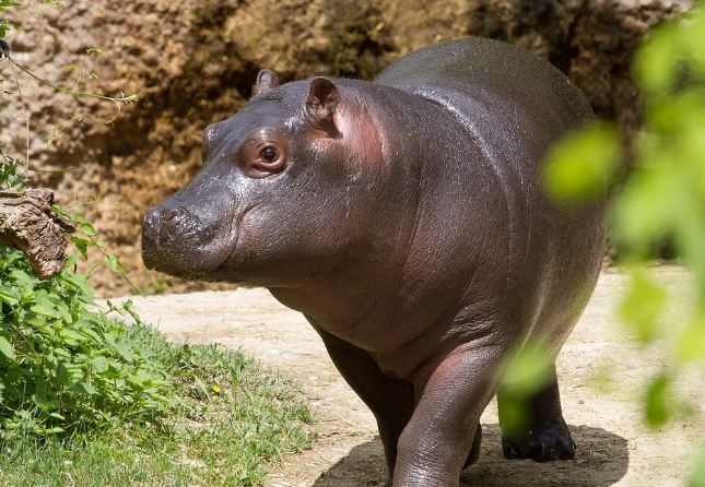 5 Spiritual Meanings of Dreaming about a big hippopotamus