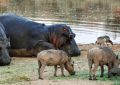 5 Spiritual Meanings of Dreaming about hippopotamus cubs