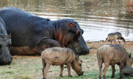 5 Spiritual Meanings of Dreaming about hippopotamus cubs