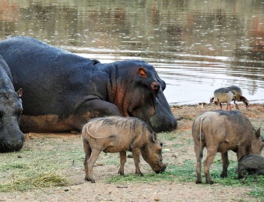 5 Spiritual Meanings of Dreaming about hippopotamus cubs