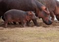 5 Spiritual Meanings of Dreaming about a baby hippopotamus dying