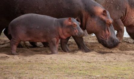 5 Spiritual Meanings of Dreaming about a baby hippopotamus dying
