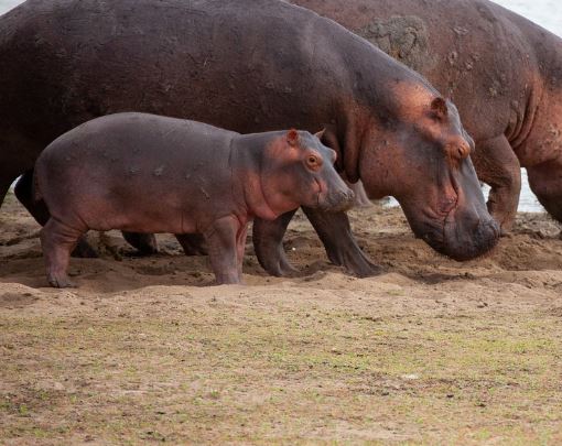 5 Spiritual Meanings of Dreaming about a baby hippopotamus dying