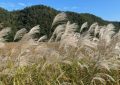 6 Spiritual Meanings of Dreaming about Reeds