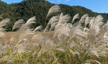 6 Spiritual Meanings of Dreaming about Reeds