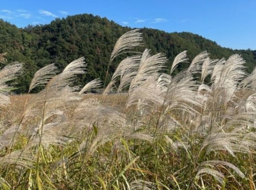 6 Spiritual Meanings of Dreaming about Reeds