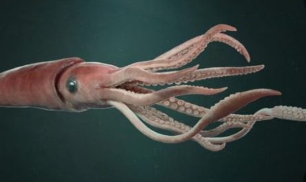 5 Spiritual Meanings of Dreaming about a giant squid dying