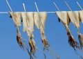 5 Spiritual Meanings of Dreaming about dried squid