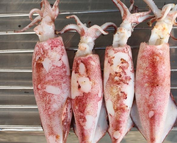 5 Spiritual Meanings of Dreaming about a big squid