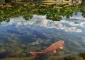 5 Spiritual Meanings of Dreaming about carp