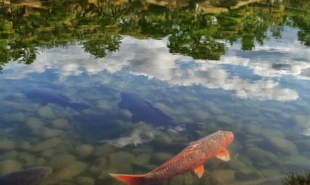 5 Spiritual Meanings of Dreaming about carp
