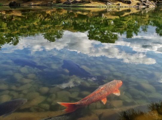 5 Spiritual Meanings of Dreaming about carp