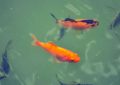 5 Spiritual Meanings of Dreaming about dead carp