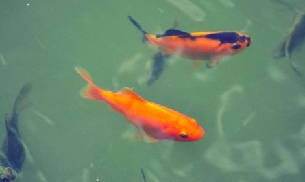 5 Spiritual Meanings of Dreaming about black carp