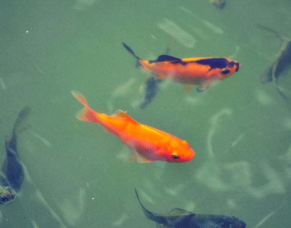 5 Spiritual Meanings of Dreaming about black carp