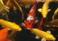 5 Spiritual Meanings of Dreaming about golden carp