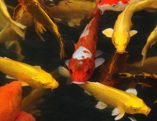 5 Spiritual Meanings of Dreaming about golden carp