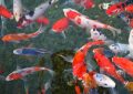5 Spiritual Meanings of Dreaming about a dead golden carp