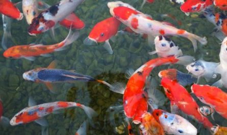5 Spiritual Meanings of Dreaming about a dead golden carp