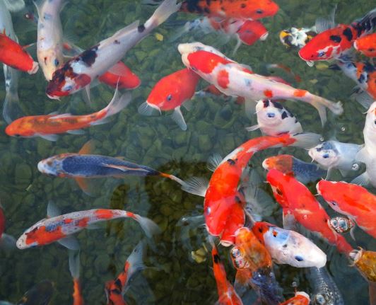 5 Spiritual Meanings of Dreaming about a dead golden carp