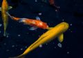 5 Spiritual Meanings of Dreaming about yellow carp