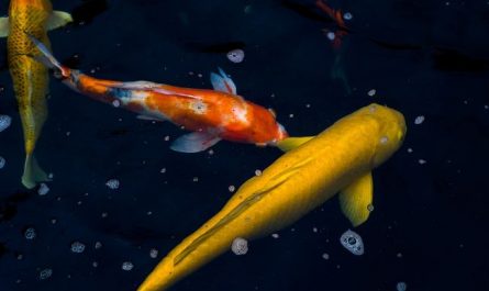 5 Spiritual Meanings of Dreaming about yellow carp