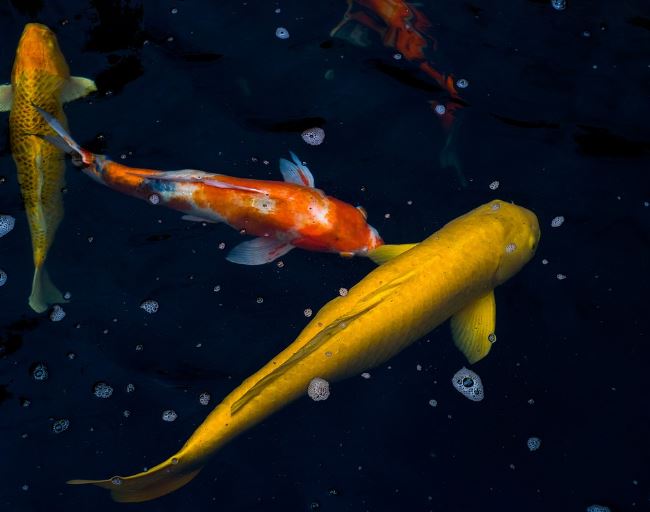 5 Spiritual Meanings of Dreaming about yellow carp
