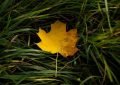 7 Spiritual Meanings of Dreaming about leaves