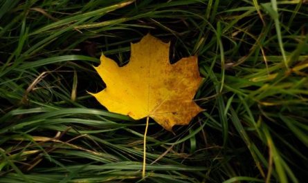 7 Spiritual Meanings of Dreaming about leaves