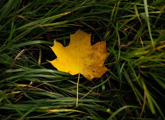 7 Spiritual Meanings of Dreaming about leaves