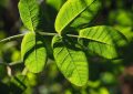 7 Spiritual Meanings of Dreaming about leaves