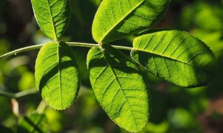 7 Spiritual Meanings of Dreaming about leaves