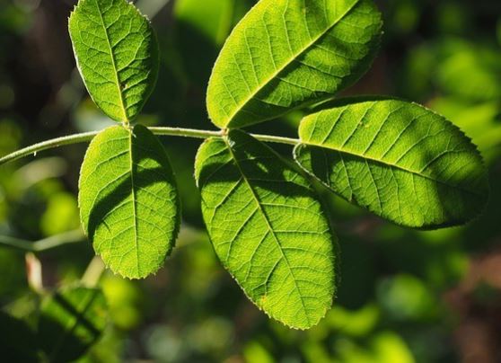 7 Spiritual Meanings of Dreaming about leaves