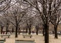 7 Spiritual Meanings of Dreaming about tree branches