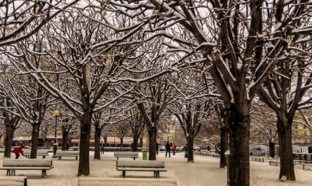 7 Spiritual Meanings of Dreaming about tree branches