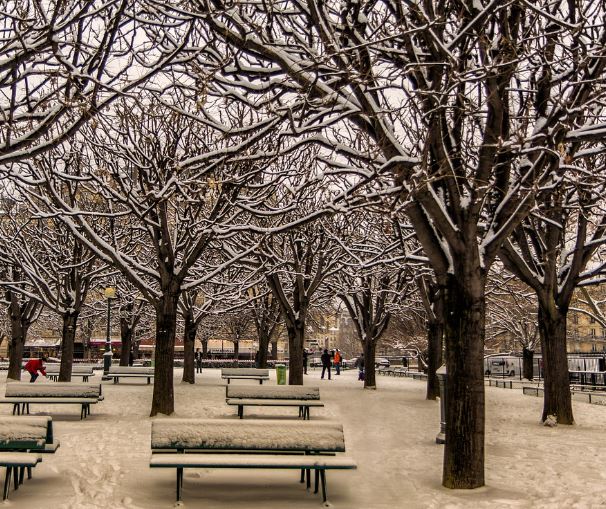 7 Spiritual Meanings of Dreaming about tree branches