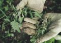 5 Spiritual Meanings of Dreaming about weeds