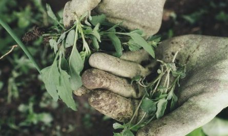 5 Spiritual Meanings of Dreaming about weeds
